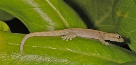 Image result for Gecko vs Cockroach