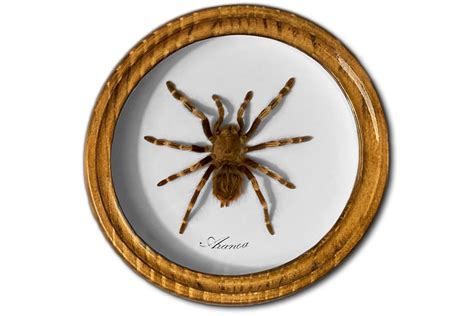 Сувенир - Aranea - рамка 75 x 20 мм