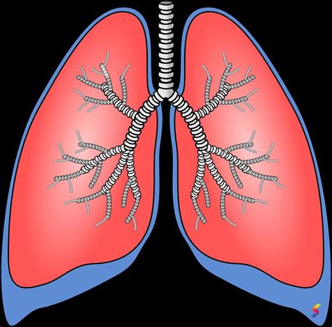 Define Pulmonary, Pulmonary Meaning, Pulmonary Examples, Pulmonary ...
