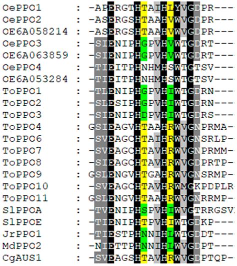 Olive Polyphenol Oxidase Gene Family