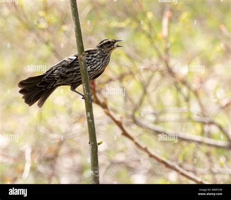 A cute female red winged blackbird seen at Magee Marsh Ohio during the spring migration Stock ... - migration of red winged blackbird