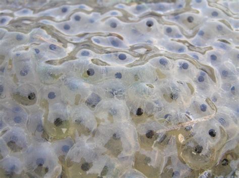 Frog Eggs In Water Clipart