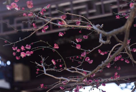 National Bonsai Foundation - Bonsai Museum Washington DC