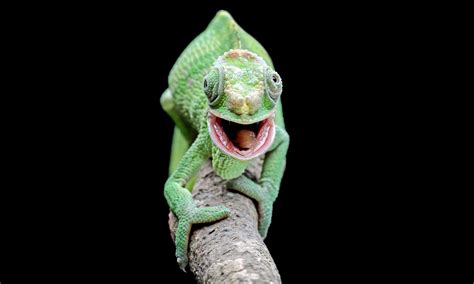 Chameleon Teeth: Everything You Need To Know - A-Z Animals
