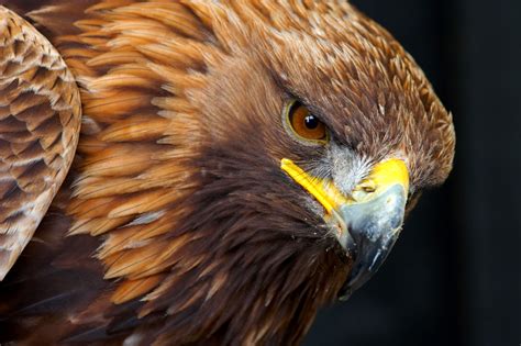 Golden Eagle Portrait | Birds | Wildlife | Photography By Martin Eager | Runic Design