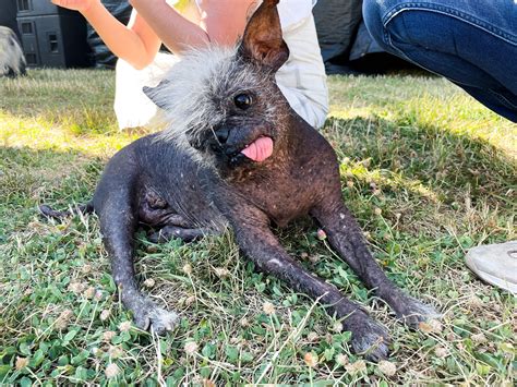 Meet Mr Happy Face, the adorable winner of the World’s Ugliest Dog ...