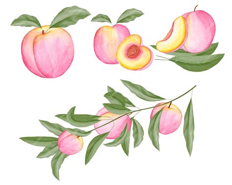 Premium Vector | Watercolor peaches clipart, beautiful watercolor peach illustration