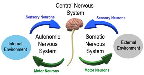 Classification of nervous system - autonomic nervous system — lesson ...