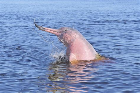 A River Dolphin