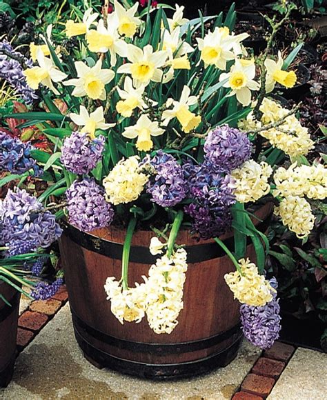 Cedar Grove's Garden Spot: Bulb Lasagna? A Great Way for  