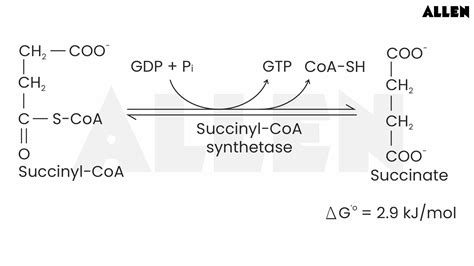 Krebs Cycle: Introduction, Steps and Summary