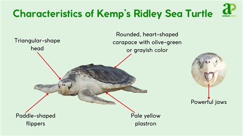 Kemp’s Ridley Sea Turtle: Characteristics, Habitats, Behaviors, Feeding and Facts