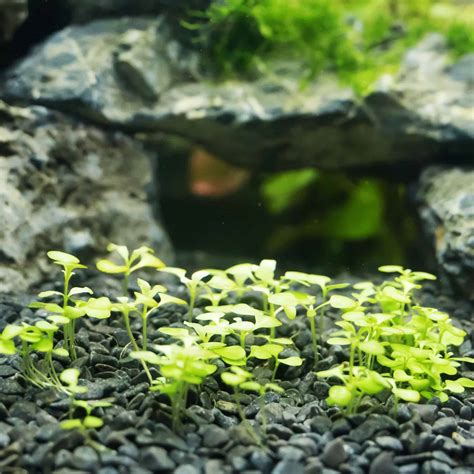 Dwarf Baby Tears - Planted Tank Mates