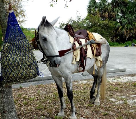 Florida Cracker Horse: perfil de la raza