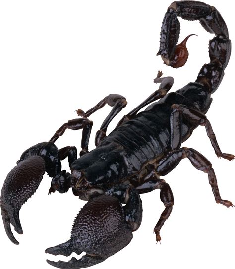 Scorpion Clip, Art, Image Transparent PNG
