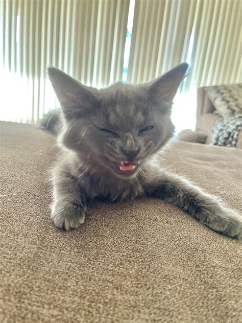 Baby neb : r/nebelung