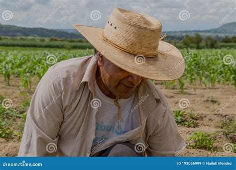 Portrait of a Mexican Farmer Cultivating Amaranth Stock Image - Image of mexico, working: 193056999