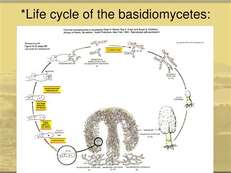 PPT - Basidiomycota: Characteristics and Life Cycle PowerPoint ...