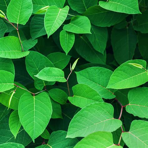 Download wallpaper 2780x2780 leaves, branches, plant, macro, green ipad ...