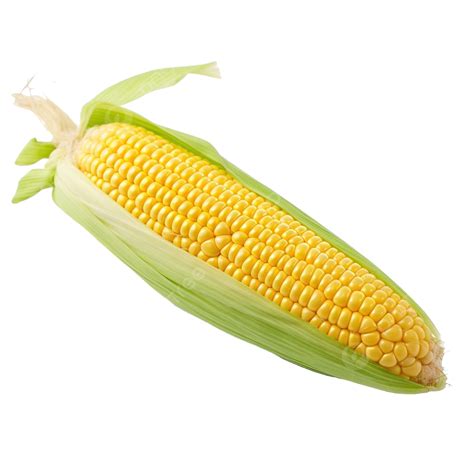 Single Ear Of Corn Isolated, Kernel, Food, Cob PNG Transparent Image and Clipart for Free Download