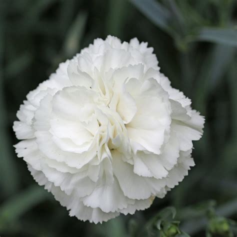 Carnation Flower Facts Meanings and Care | Flying Flowers