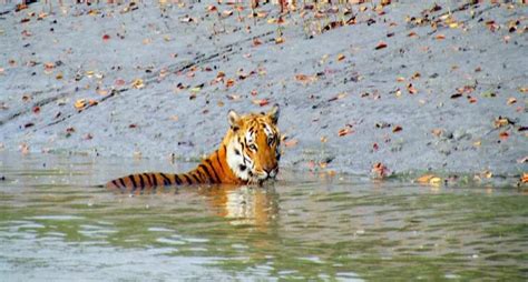 Sundarbans In Grave Danger Of Disappearing Within 50 Years! | WhatsHot ...
