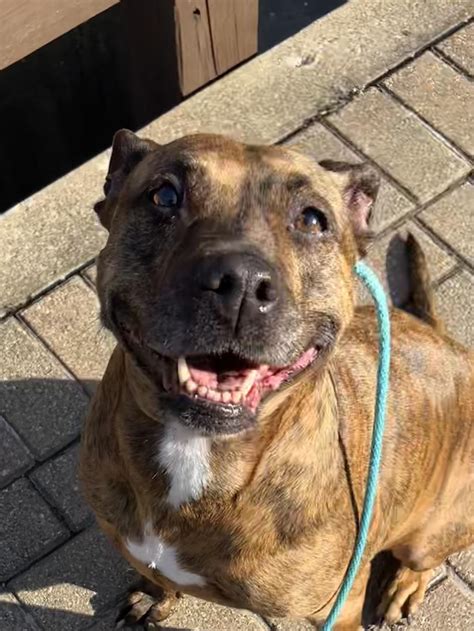 Miss Jazzy Belle : r/velvethippos