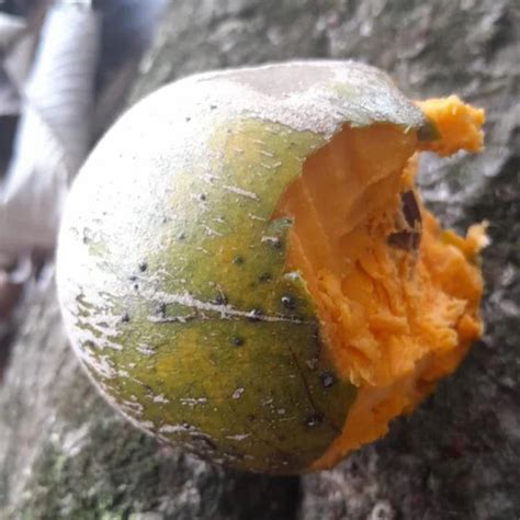 Pouteria aff. multiflora Live Plant – veliyathgardens