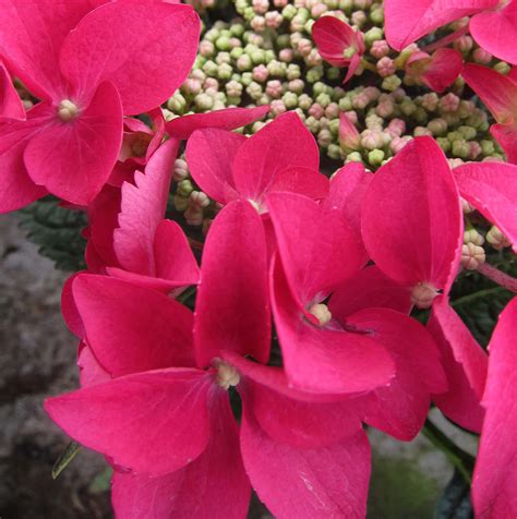 Hydrangea Strawberries and Cream
