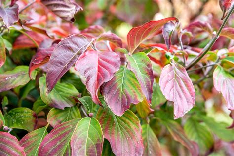 12 Types of Dogwood Trees and Shrubs