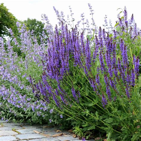 Salvia (Sage) - May Night | Spring Flower Bulbs | Eden Brothers
