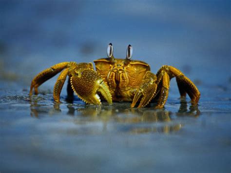 梦到大闸蟹是什么意思,梦见一只超级大的螃蟹,梦见大闸蟹一箱一箱_大山谷图库