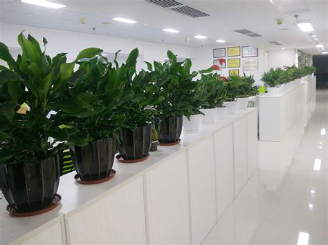 公司租赁植物一般用哪些比较适合-武汉欢慧园林工程有限公司