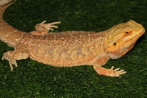 German Giant Bearded Dragon Brown And Orange Bearded Dragon On Green