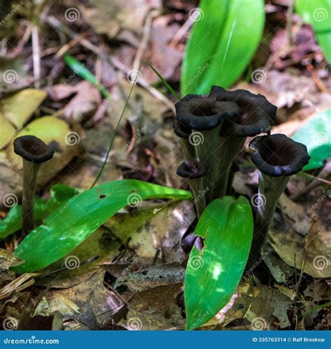 Black Trumpet Mushrooms in Wisconsin, USA Stock Photo - Image of ...