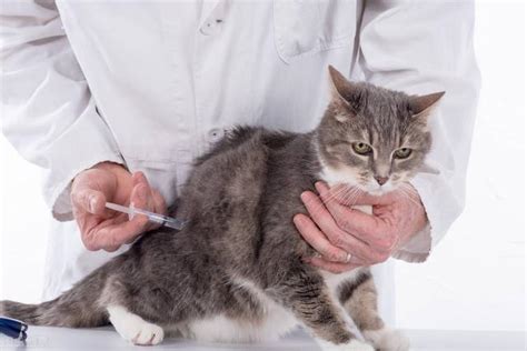 被猫和狗咬伤都需要接种狂犬疫苗吗？并不是的！有两种情况不需要 - 知乎