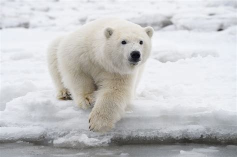 Polar bear photo tour | Alaska polar bear photography workshop ANWR