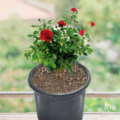 Flower Pots With Roses How To Succeed With Your Potted Arrangements