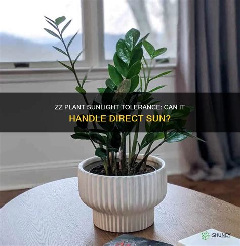 Can Zz Plants Handle Direct Sunlight Or Is Shade Better