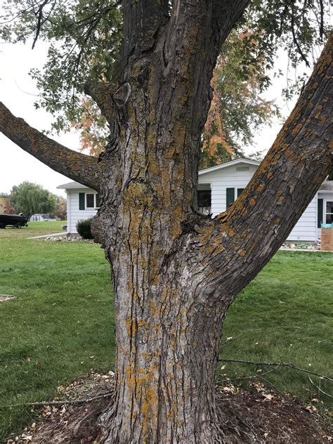 Help with discoloration on trees? These are in my front yard. Any ideas ...
