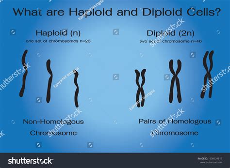 216 Triploid Images, Stock Photos & Vectors | Shutterstock