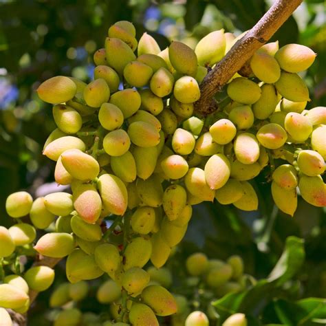 Growing Pistachios from Seed: Step by Step - Complete Gardening