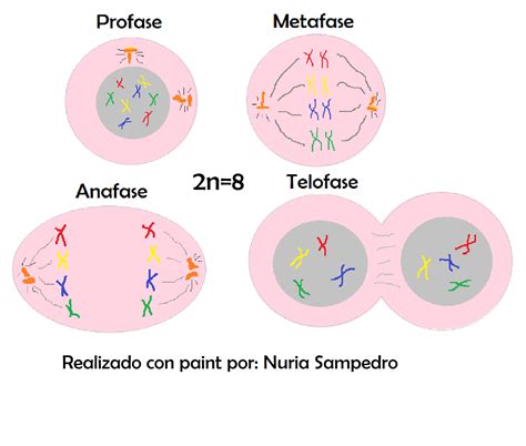 MUNDO ACOMPLEJADO: Tema 6: La célula: estructura y reproducción