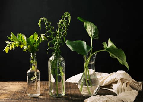 Bottle with plants Photos - Download Free High-Quality Pictures | Freepik