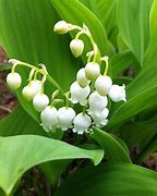 Image result for Growing Lily of the Valley
