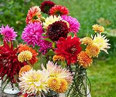 fiori esotici foto fiori immagini e foto da condividere sapevatelo fiori esotici foto fiori immagini e foto da condividere sapevatelo