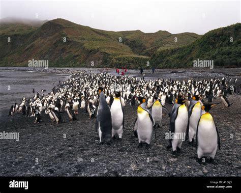 Australia colony king hi-res stock photography and images - Alamy