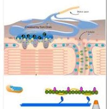 Image result for Muscle Contraction Animation