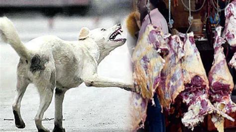Illegal slaughter houses are the silent villain behind stray dog ...