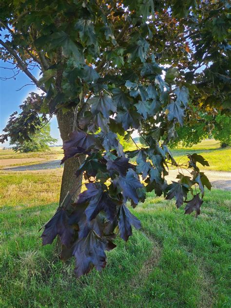 Image result for Maple Tree Identification Guide